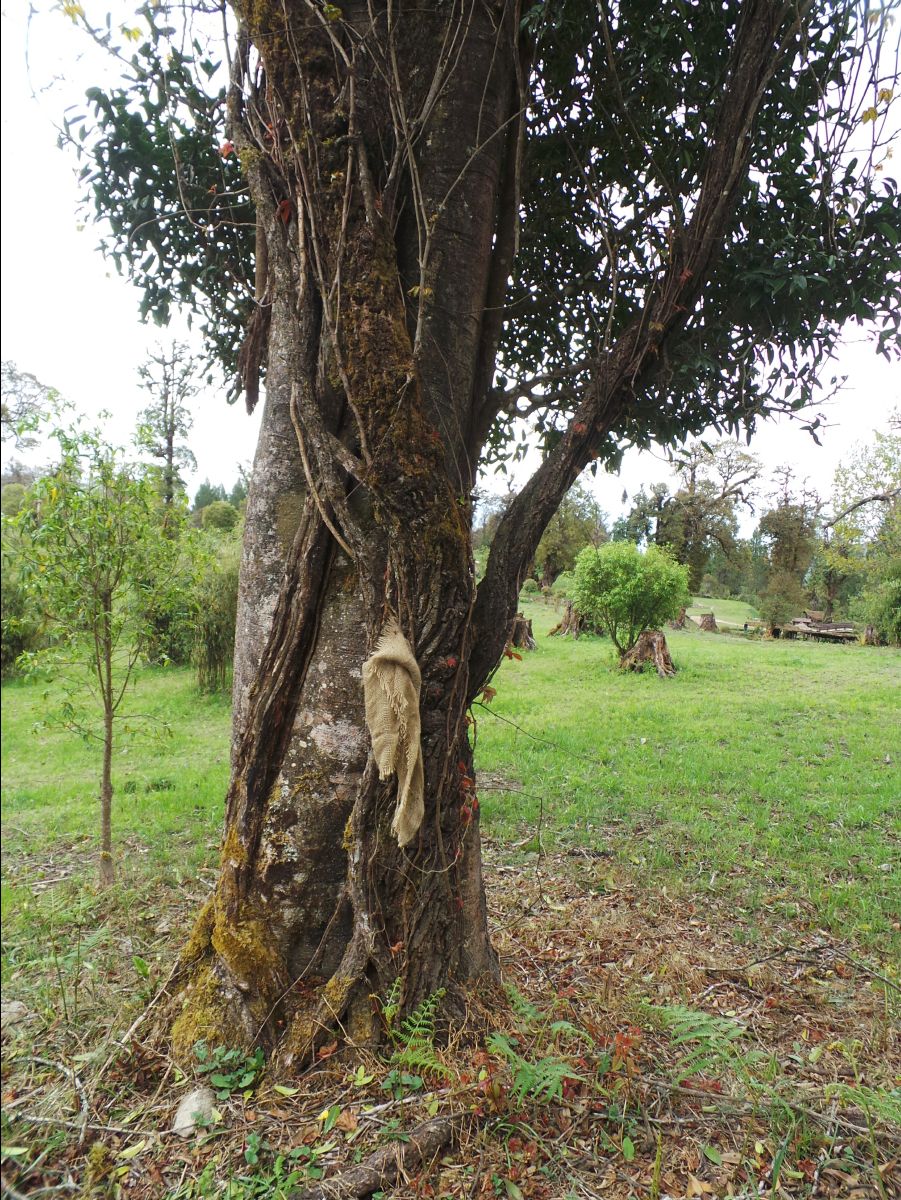 The Royal Botanical Park31
